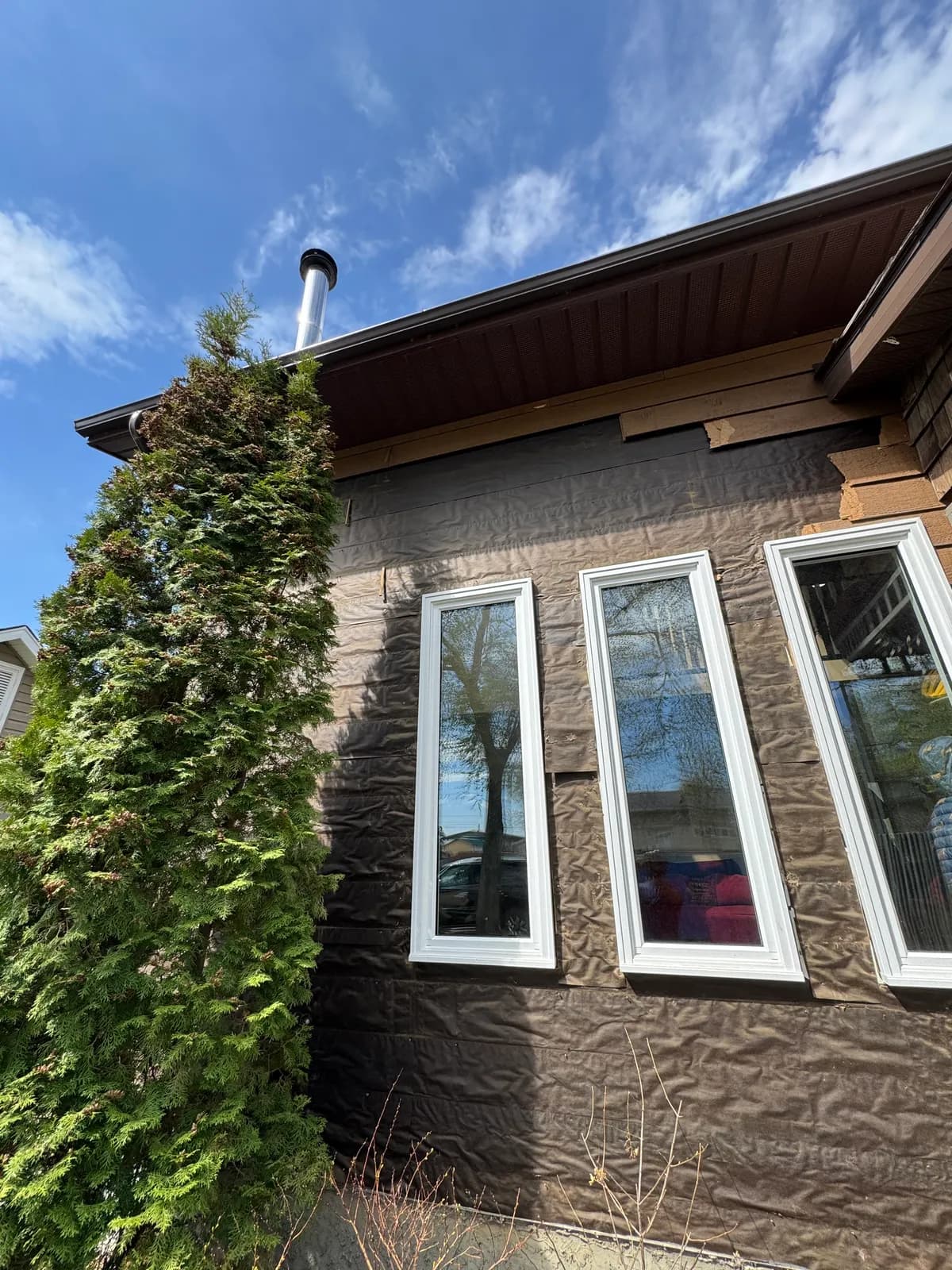Three tall white-framed windows in a brown textured wall, with a tall cedar beside them and wood soffit above